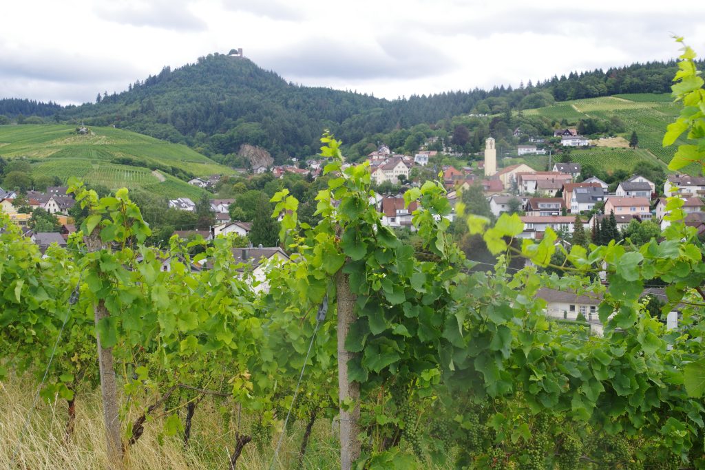 Humus-Weinberg-Seminar - Schafe im Weinberg