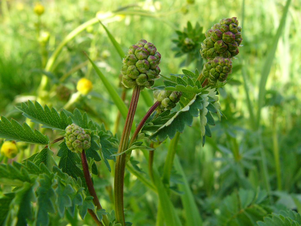 Sommerliche Kräutertour - aus dem Vollen schöpfen