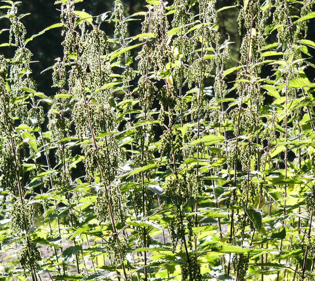 Sommerliche Kräutertour - aus dem Vollen schöpfen