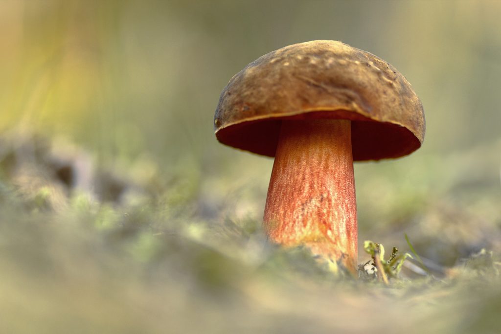 AOK-Gesundheitstipp: Pilze genießen - aber sicher!