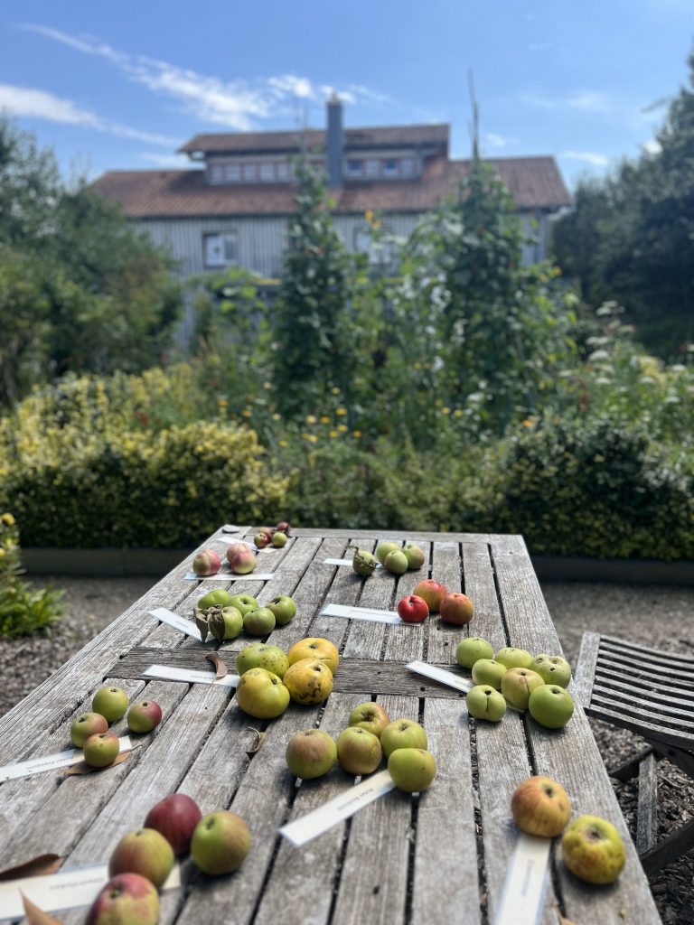 Hochsommer im Schwarzwald-Guide-Garten