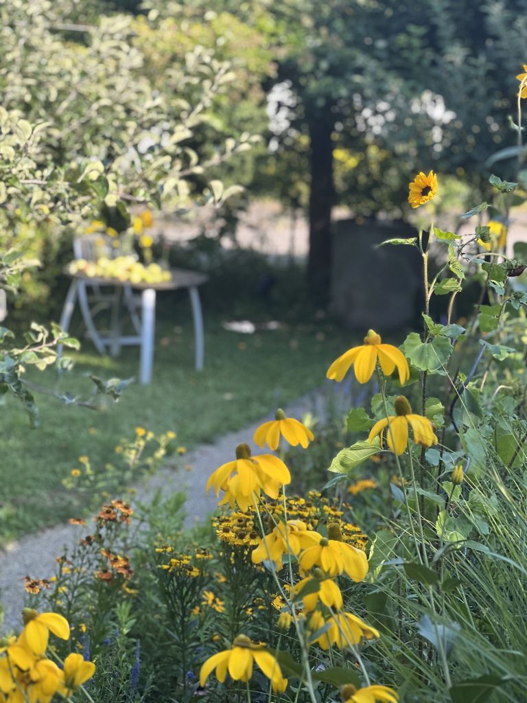 Hochsommer im Schwarzwald-Guide-Garten