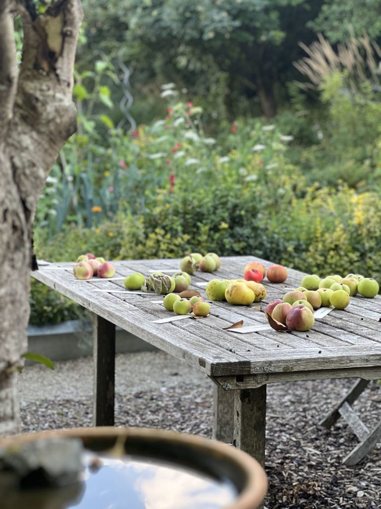 Hochsommer im Schwarzwald-Guide-Garten