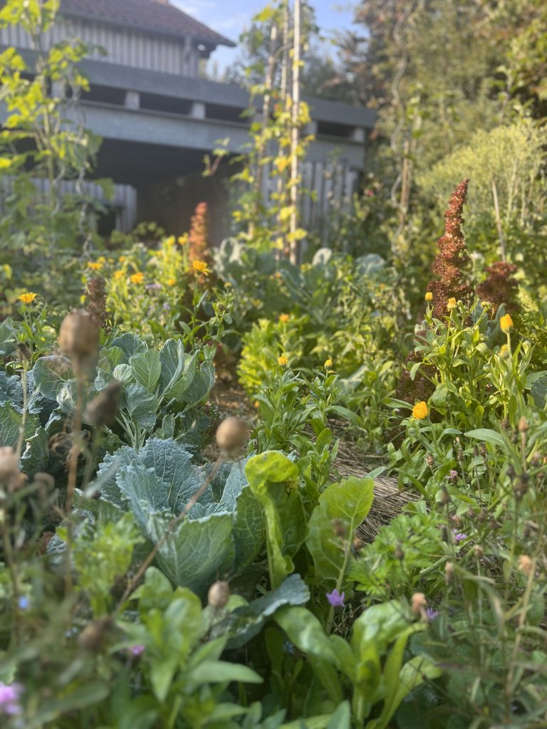 Hochsommer im Schwarzwald-Guide-Garten