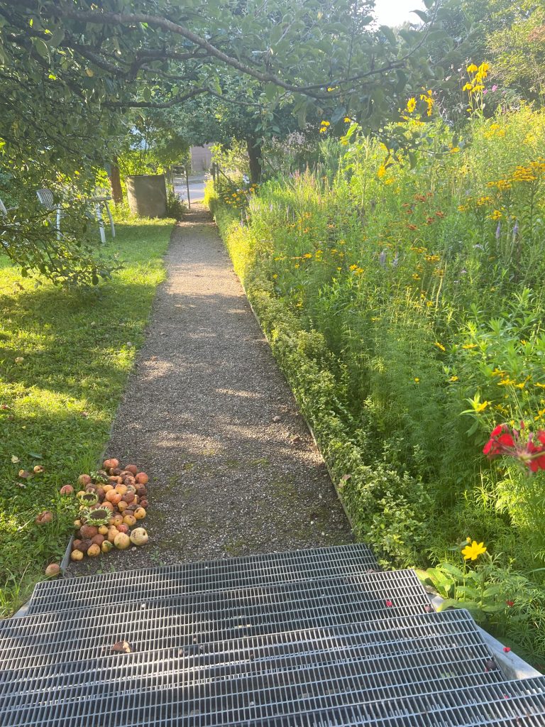 Hochsommer im Schwarzwald-Guide-Garten