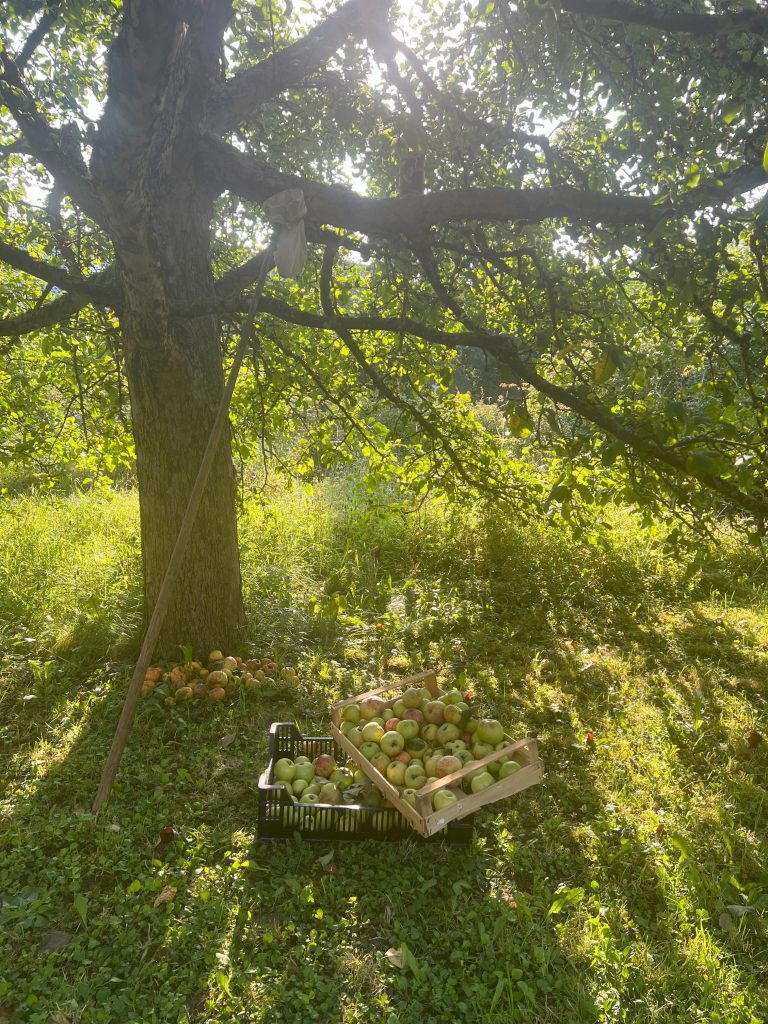 Hochsommer im Schwarzwald-Guide-Garten