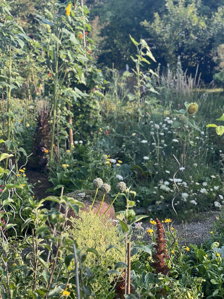 Hochsommer im Schwarzwald-Guide-Garten