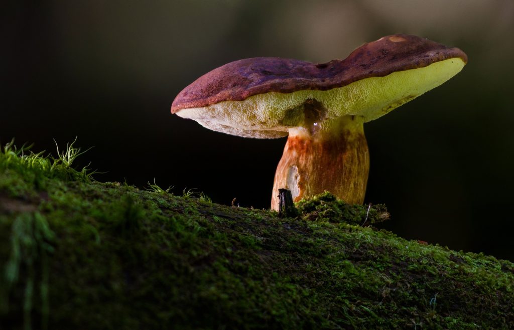 AOK-Gesundheitstipp: Pilze genießen - aber sicher!