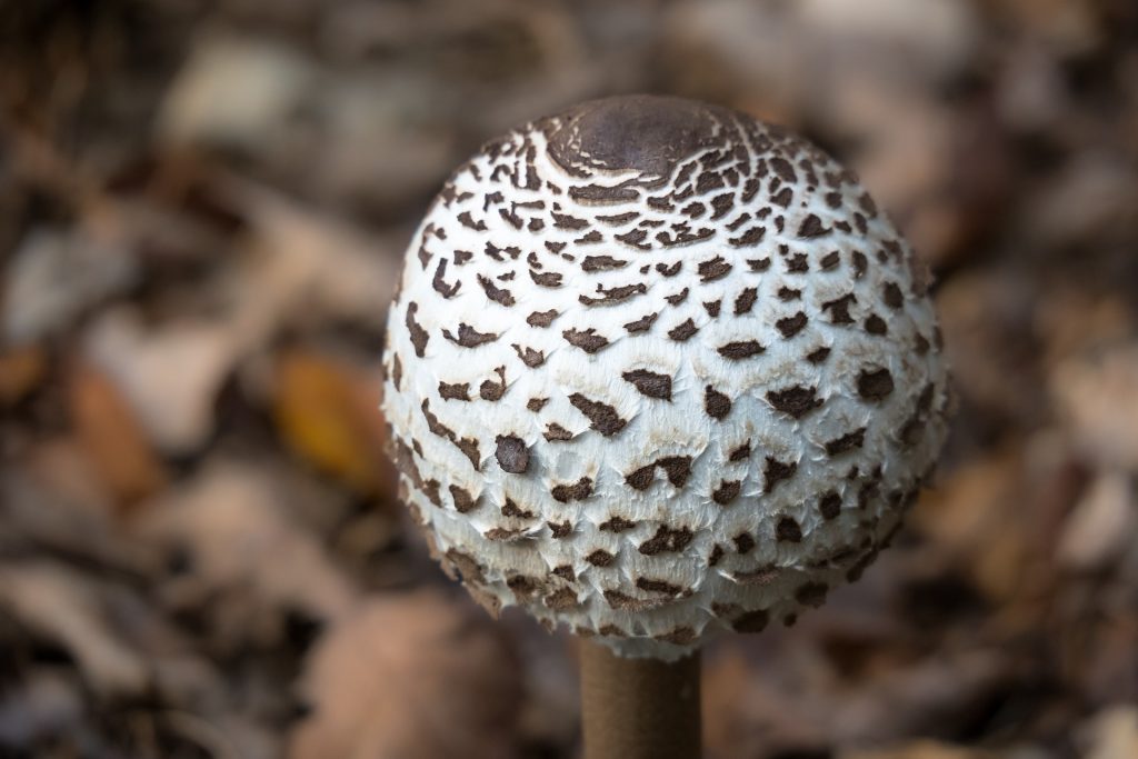 AOK-Gesundheitstipp: Pilze genießen - aber sicher!