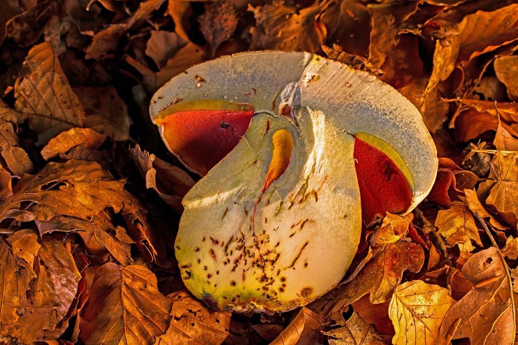 AOK-Gesundheitstipp: Pilze genießen - aber sicher!