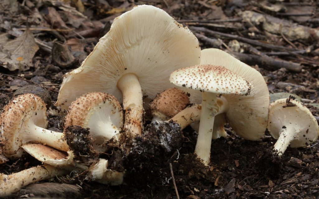 AOK-Gesundheitstipp: Pilze genießen - aber sicher!