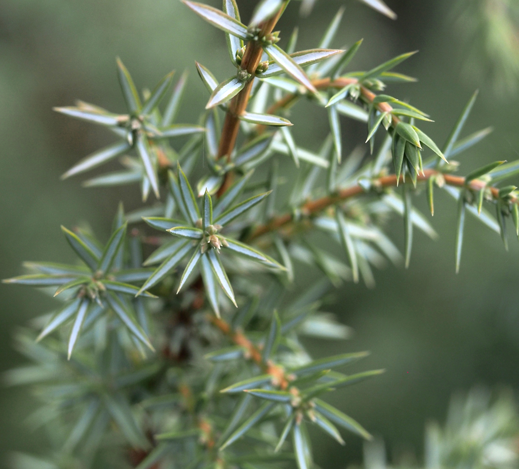 Kräuterwissen mit Monika Wurft: Wacholder