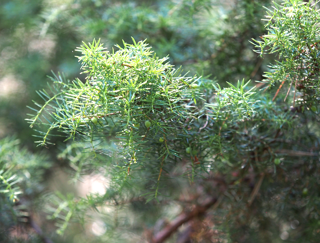 Kräuterwissen mit Monika Wurft: Wacholder