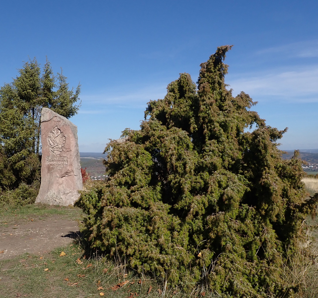 Kräuterwissen mit Monika Wurft: Wacholder