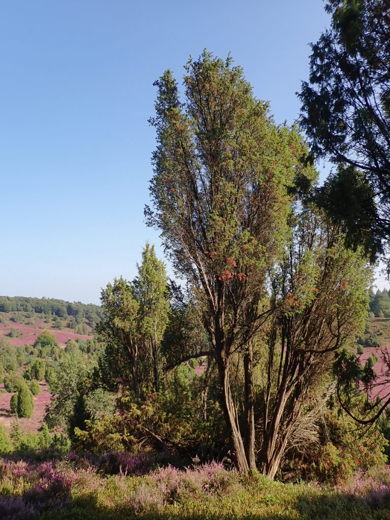 Kräuterwissen mit Monika Wurft: Wacholder