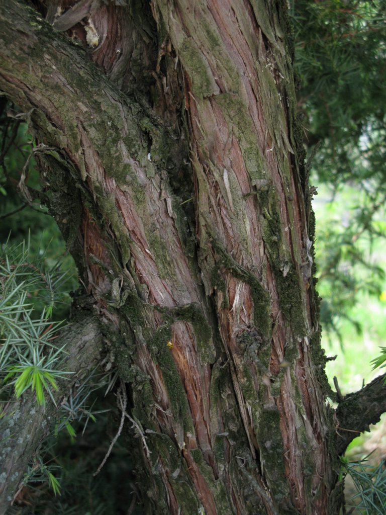 Kräuterwissen mit Monika Wurft: Wacholder