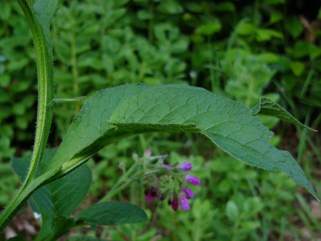 Kräuterwissen mit Schwarzwald-Guide Monika Wurft - Beinwell