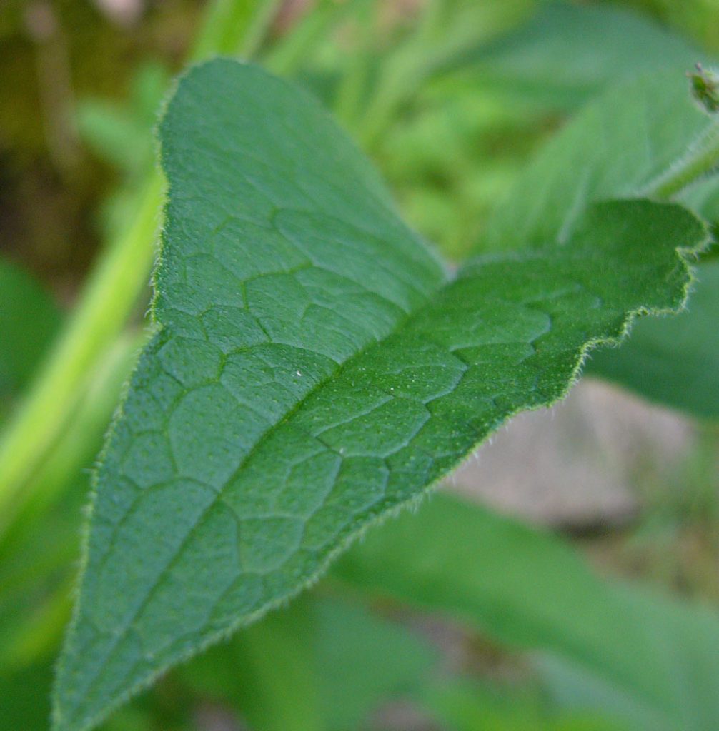 Kräuterwissen mit Schwarzwald-Guide Monika Wurft - Beinwell