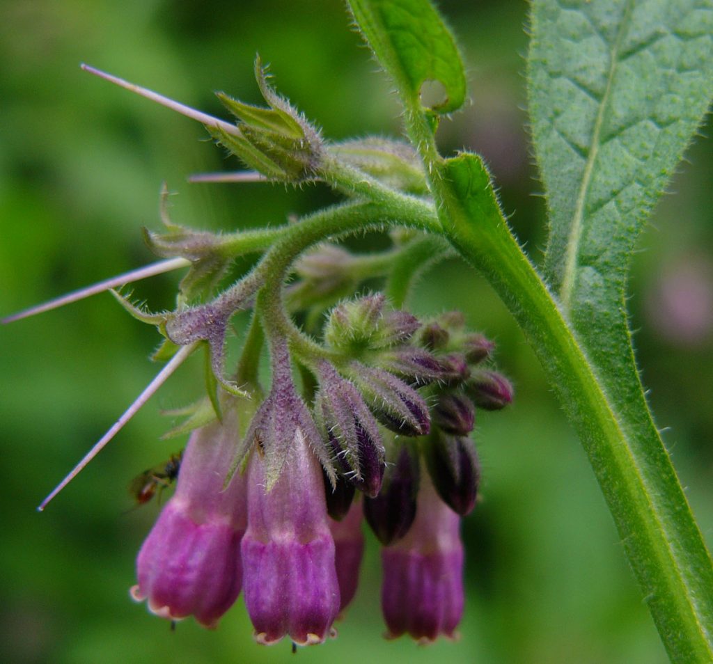 Kräuterwissen mit Schwarzwald-Guide Monika Wurft - Beinwell