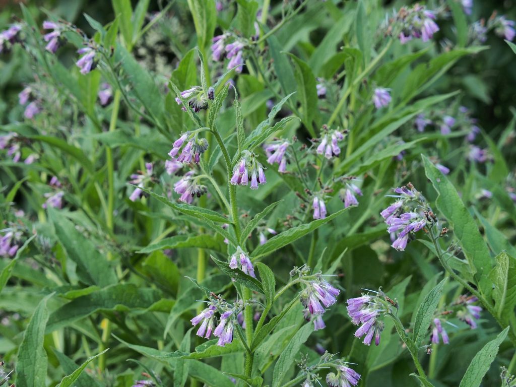 Kräuterwissen mit Schwarzwald-Guide Monika Wurft - Beinwell