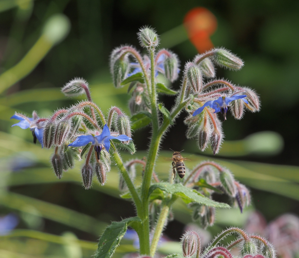 Kräuterwissen mit Schwarzwald-Guide Monika Wurft - Beinwell