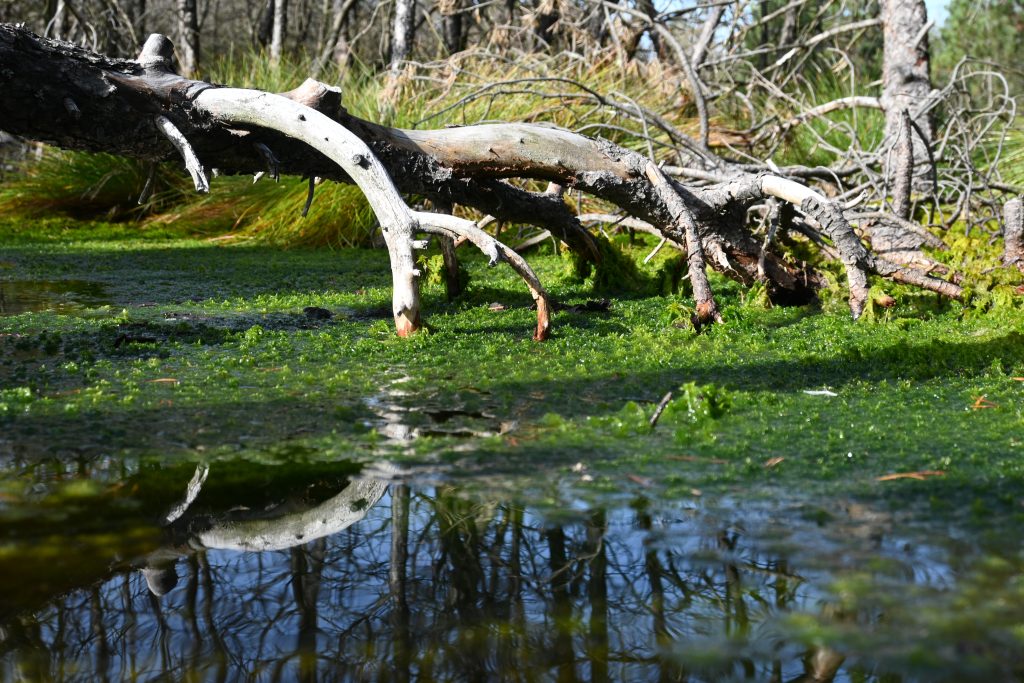 Klimabotschafter-Ausbildung 2023 - Sturzfluten und heimische Fische