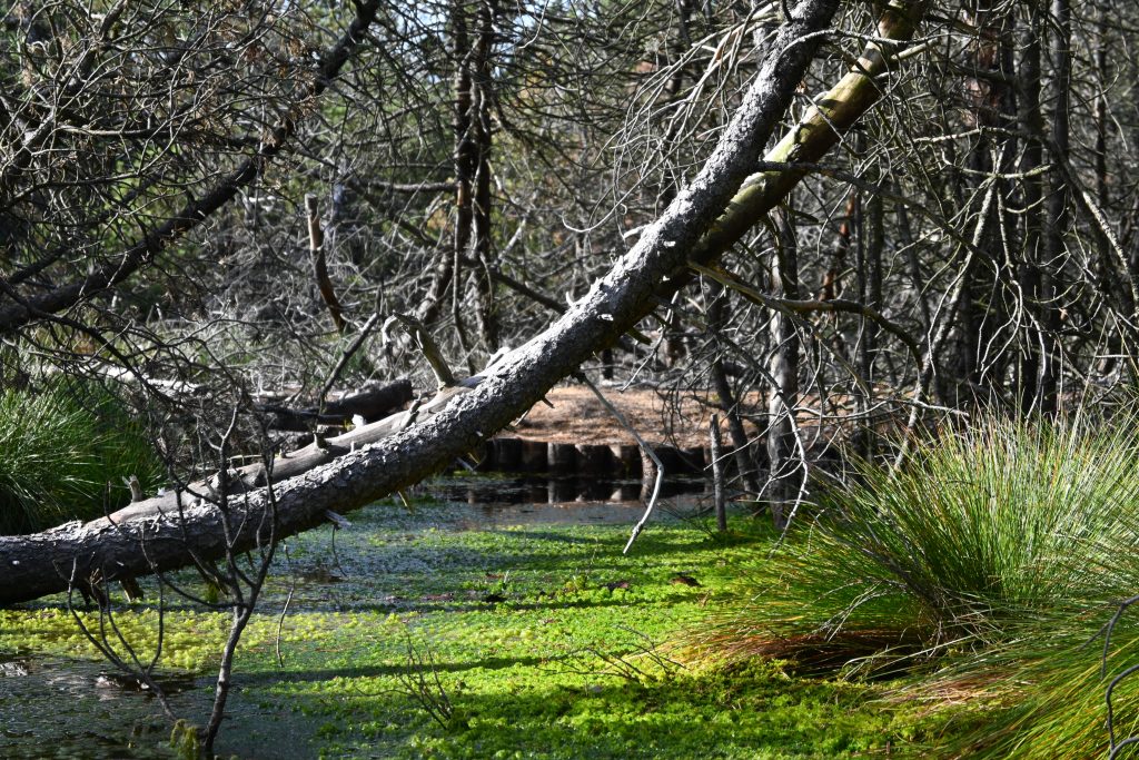 Klimabotschafter-Ausbildung 2023 - Sturzfluten und heimische Fische