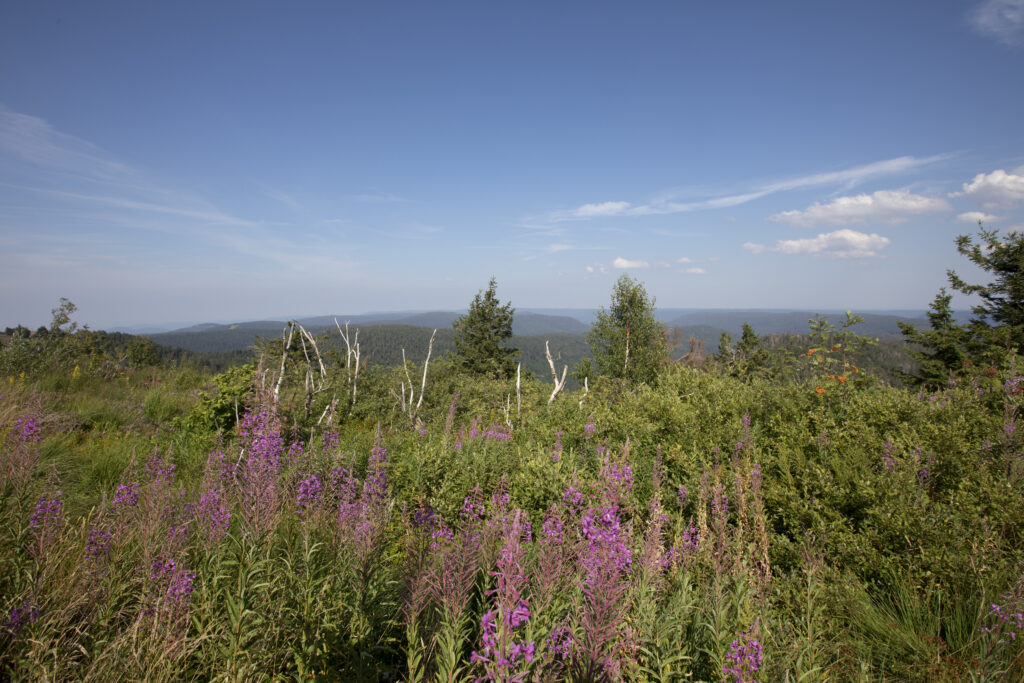 Alpirsbacher Tourentipp: Naturpark-AugenBlick-Runde Seebach