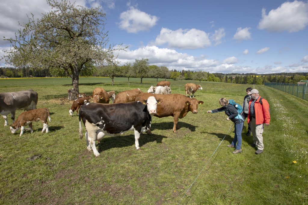 Alpirsbacher Tourentipp: Naturpark-Augenblick-Runde Neuweiler-Oberkollwangen