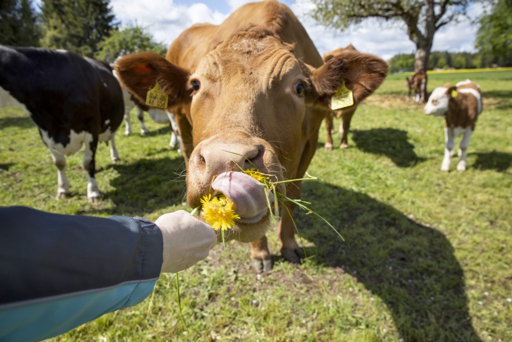 Alpirsbacher Tourentipp: Naturpark-Augenblick-Runde Neuweiler-Oberkollwangen