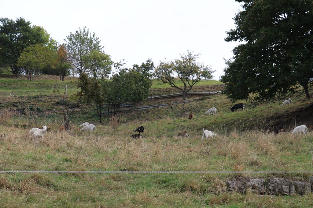 Ehrensache Natur Trockenmauern Bühlertal 2023