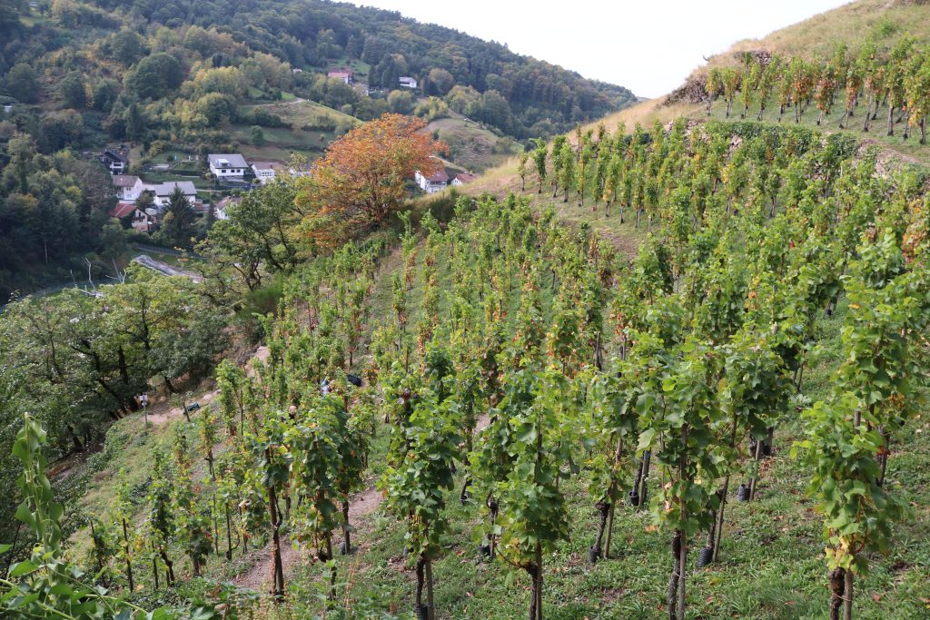 Ehrensache Natur Trockenmauern Bühlertal 2023