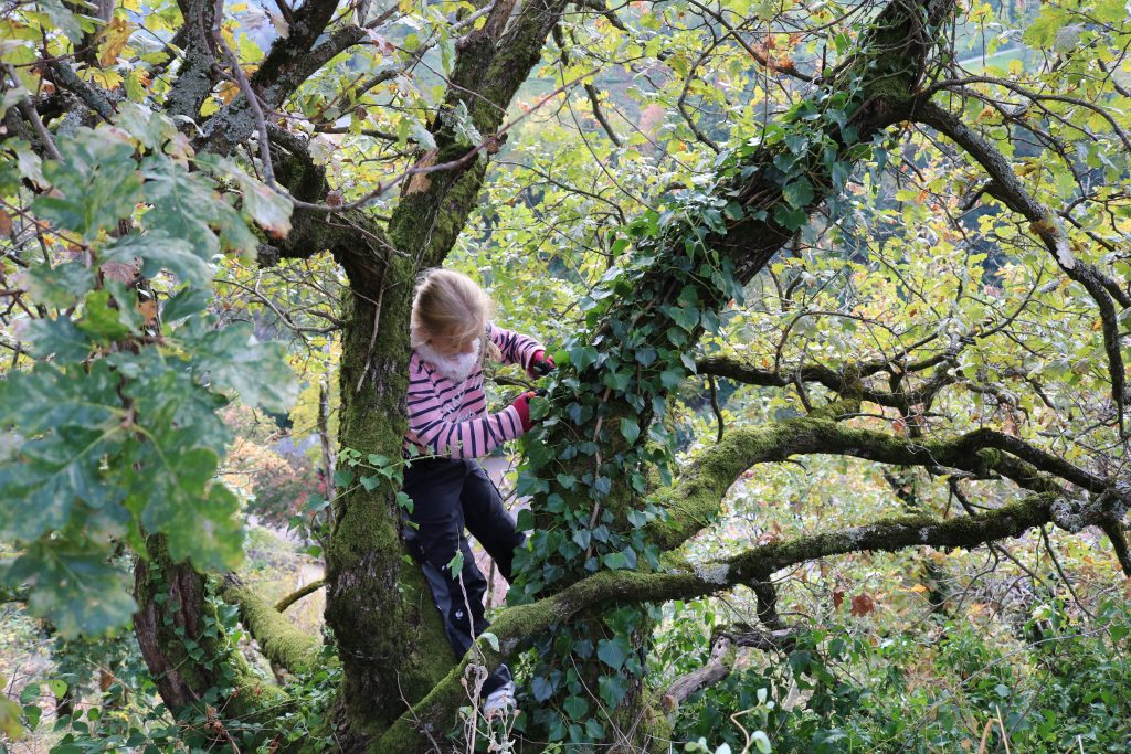 Ehrensache Natur Trockenmauern Bühlertal 2023