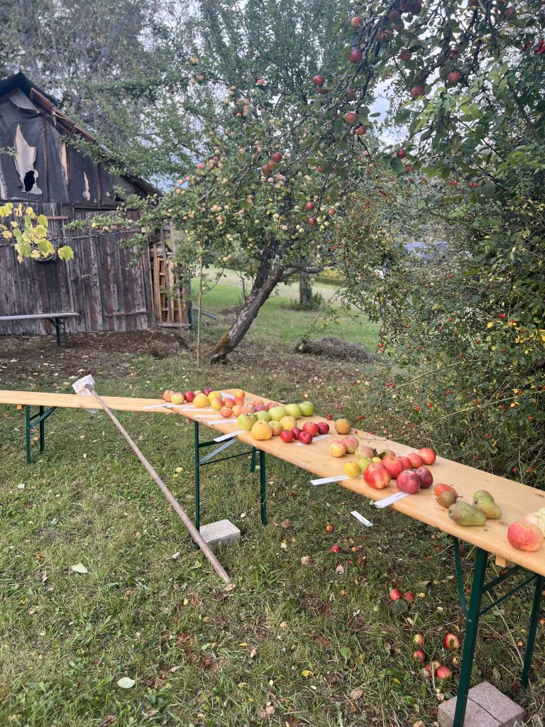 Mit Schwarzwald-Guide Thomas Bühler auf den Streuobstwiesen