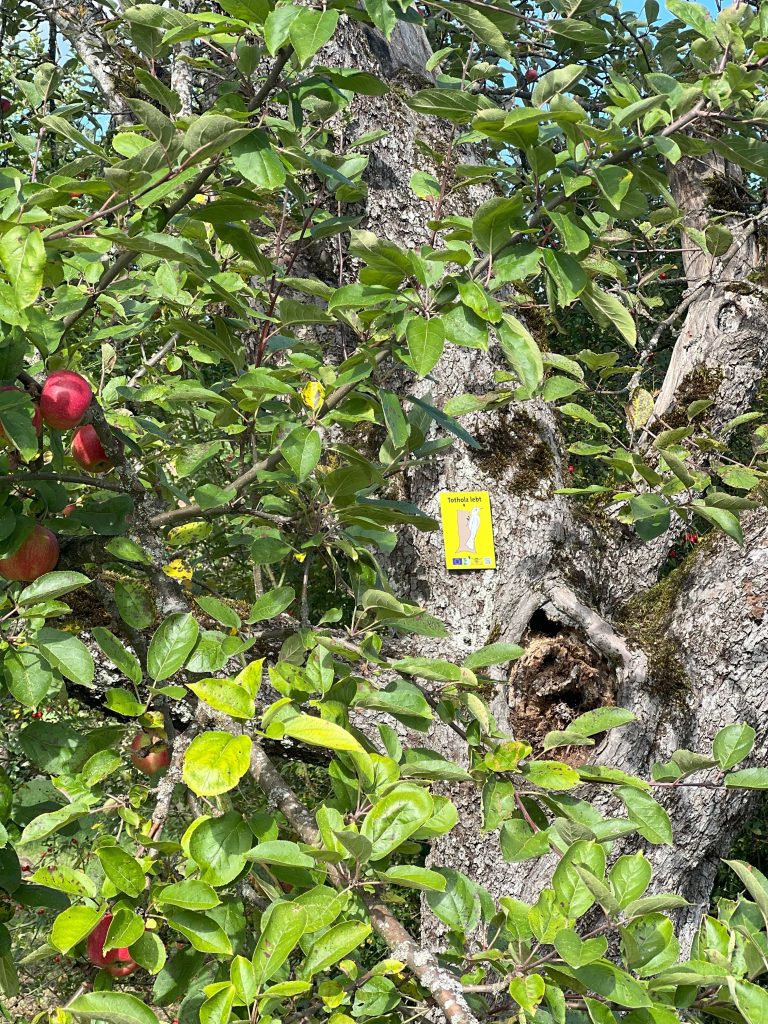 Mit Schwarzwald-Guide Thomas Bühler auf den Streuobstwiesen