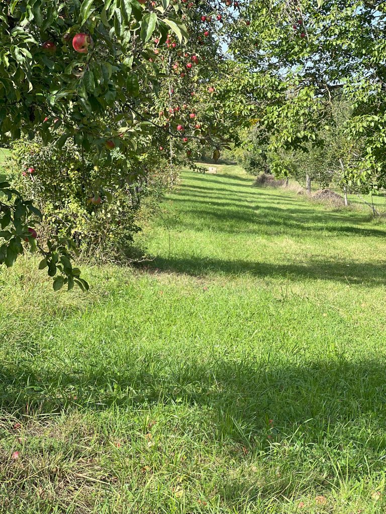 Mit Schwarzwald-Guide Thomas Bühler auf den Streuobstwiesen