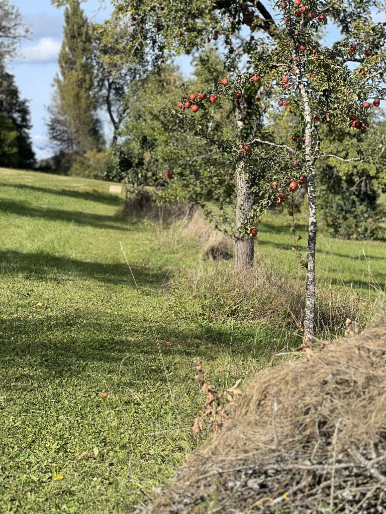 Mit Schwarzwald-Guide Thomas Bühler auf den Streuobstwiesen