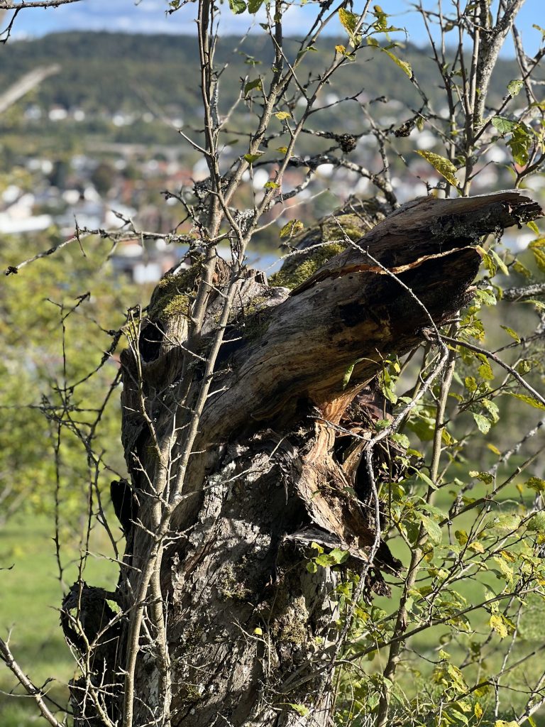 Im Garten oder auf der Wiese bereite ich alljährlich eine kleine Obstsorten-Ausstellung für meine Gäste vor.