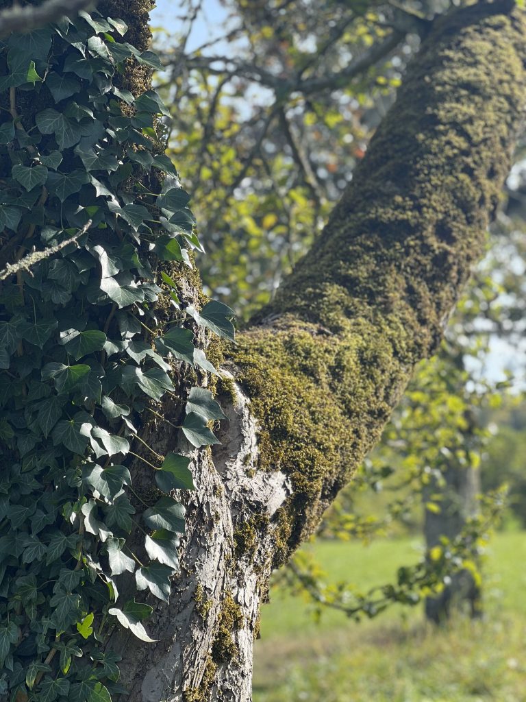 Im Garten oder auf der Wiese bereite ich alljährlich eine kleine Obstsorten-Ausstellung für meine Gäste vor.