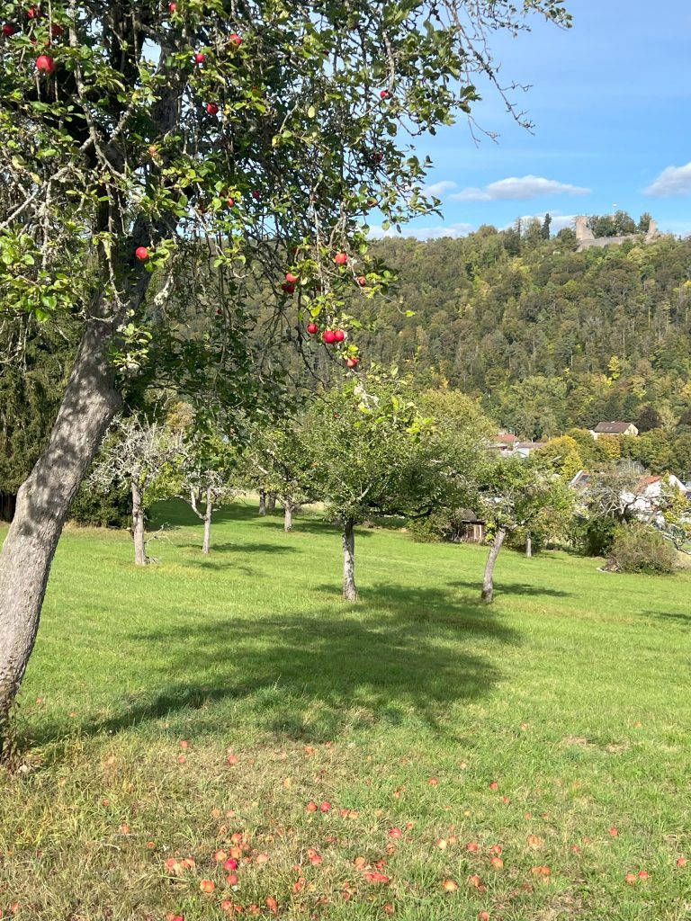 Mit Schwarzwald-Guide Thomas Bühler auf den Streuobstwiesen