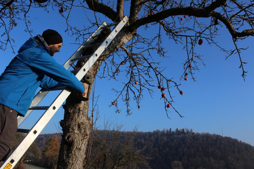 Mit Schwarzwald-Guide Thomas Bühler auf den Streuobstwiesen