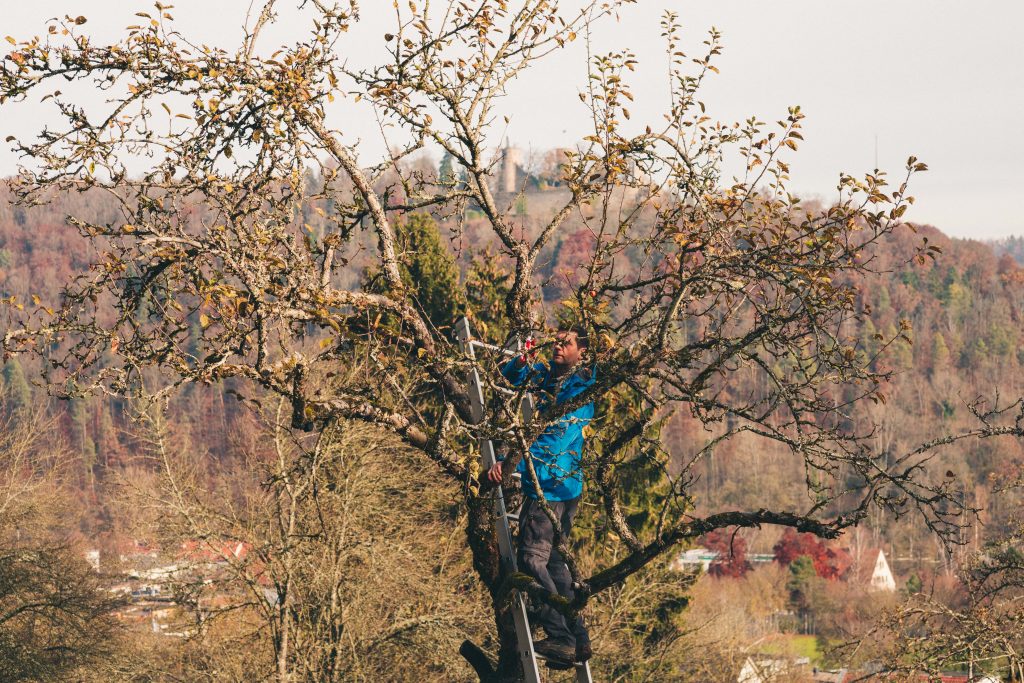 Mit Schwarzwald-Guide Thomas Bühler auf den Streuobstwiesen