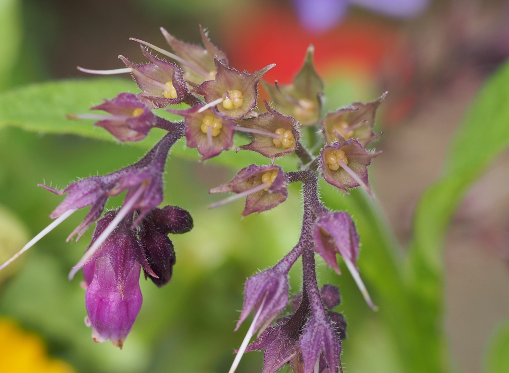 Kräuterwissen mit Schwarzwald-Guide Monika Wurft - Beinwell