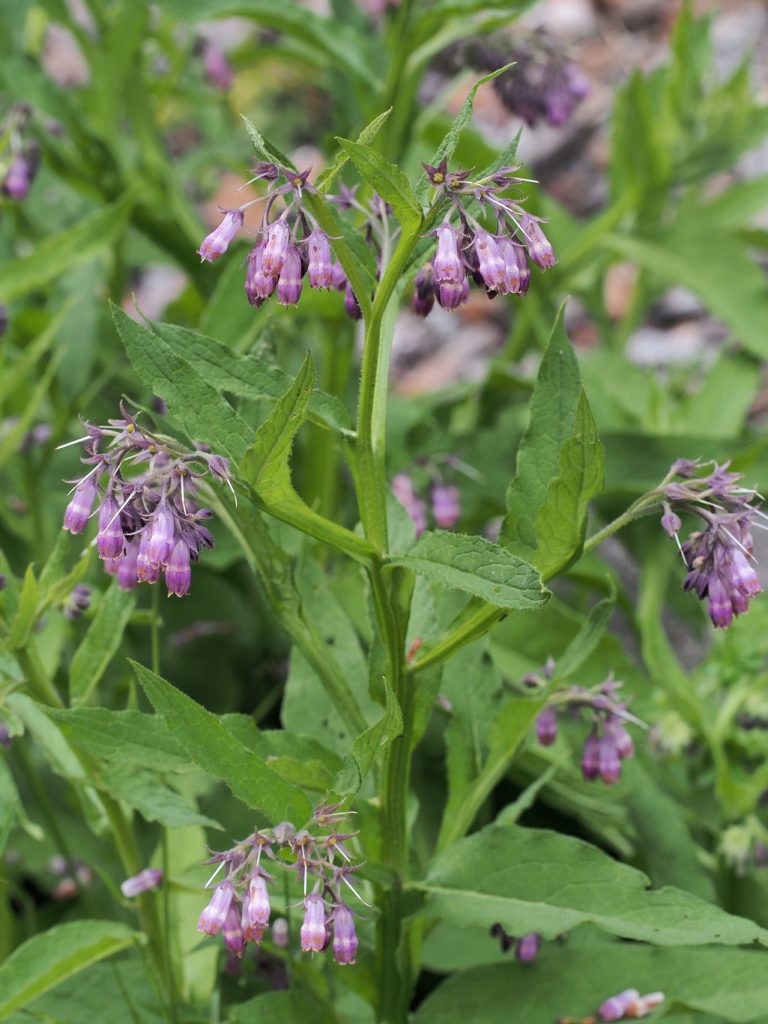 Kräuterwissen mit Schwarzwald-Guide Monika Wurft - Beinwell