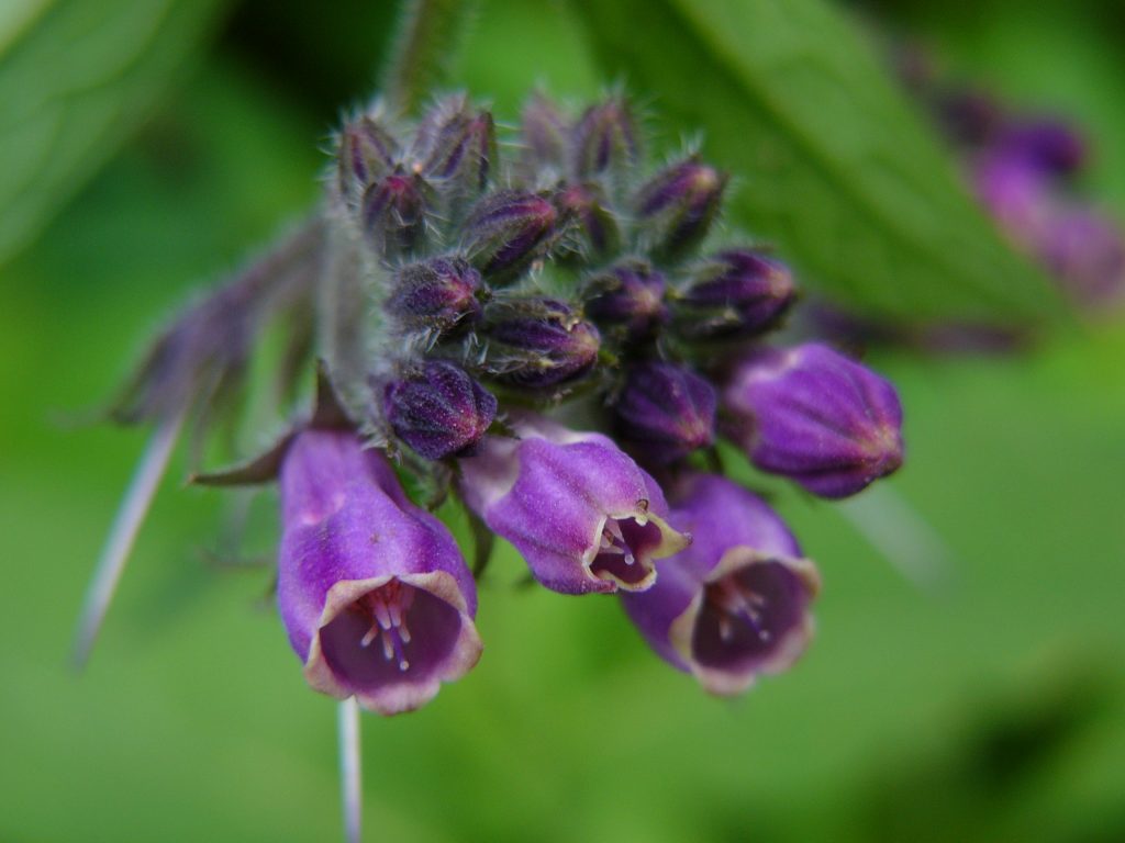 Kräuterwissen mit Schwarzwald-Guide Monika Wurft - Beinwell