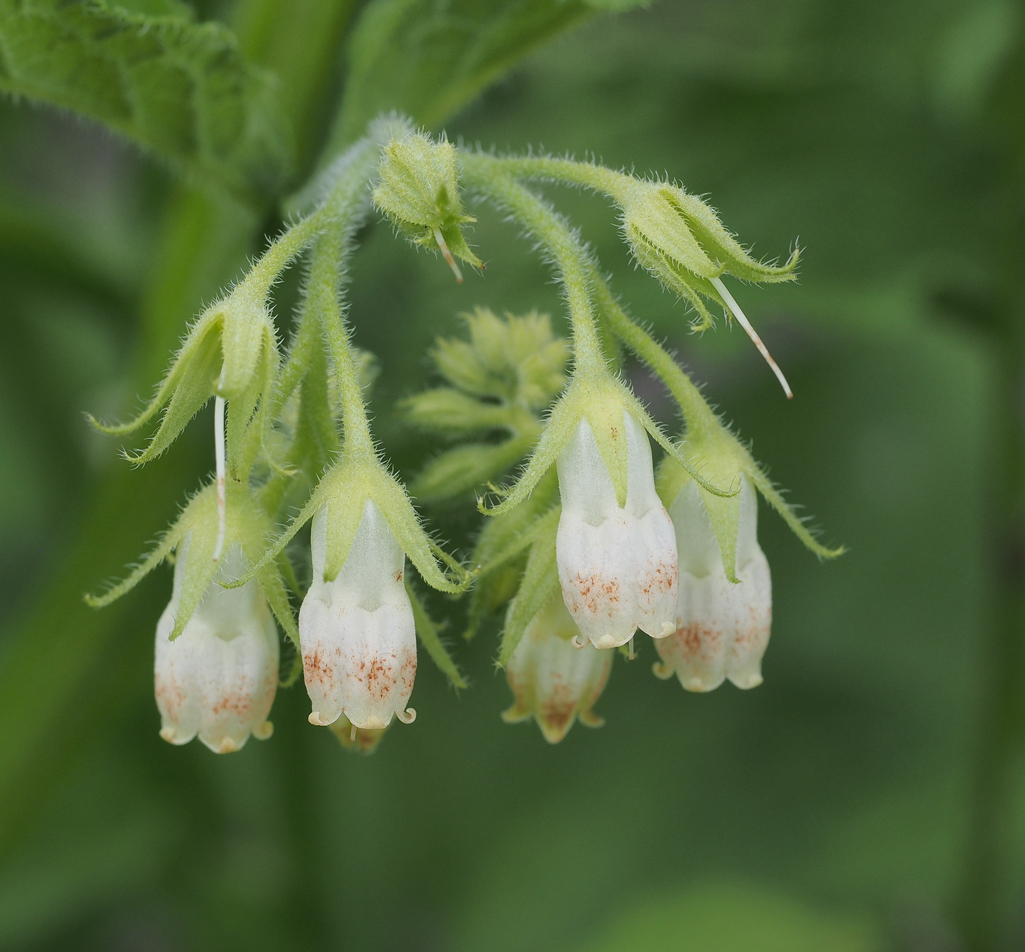 Kräuterwissen mit Schwarzwald-Guide Monika Wurft - Beinwell