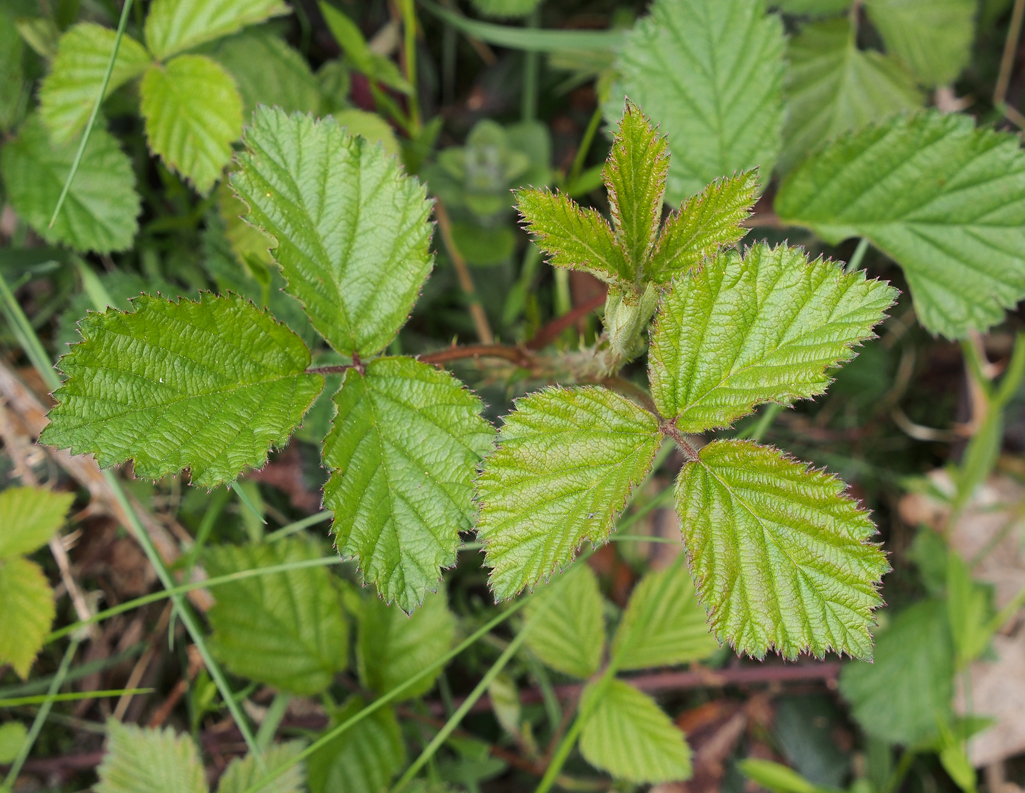 Kräuterwissen mit Monika Wurft - wintergrüner Smoothie