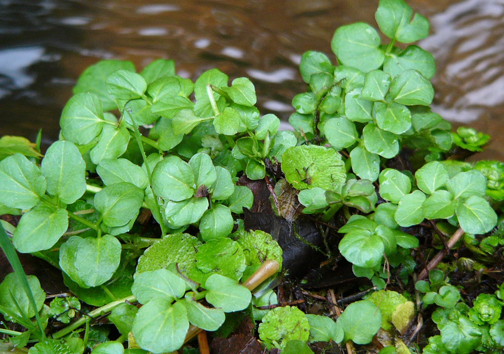 Kräuterwissen mit Monika Wurft - wintergrüner Smoothie