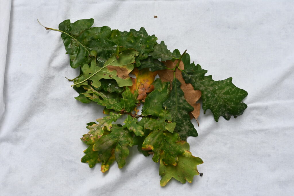 13 neue Klimabotschafter