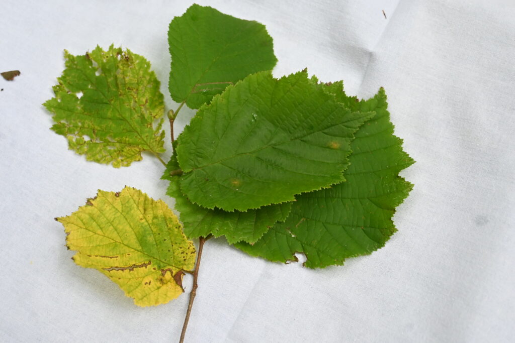 13 neue Klimabotschafter